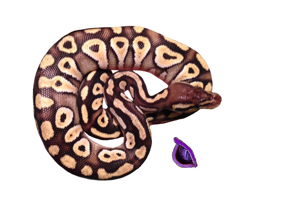 PLGeckos tweet picture