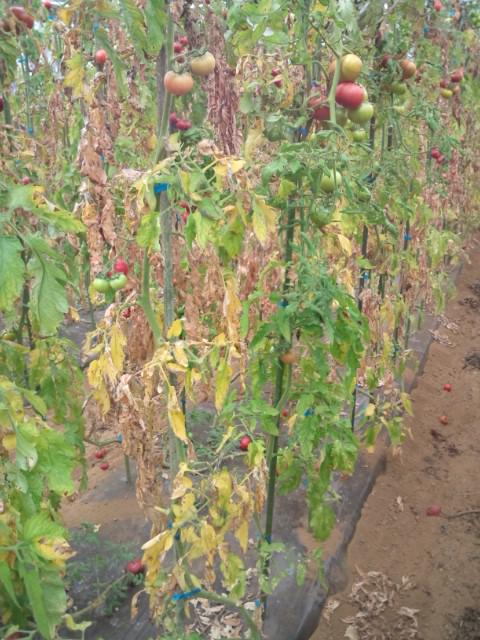 Tepeaseed Twitterissa 連作障害 ナス科のトマトは 同じ場所で栽培を続けると土壌病害が 発生する事が多くあります 写真は 今年で4回トマト栽培を行って 初めて 発生しました 病気が発生しても 接木苗 病気に強い根 に接ぐ事で栽培は 出来ます Http T Co