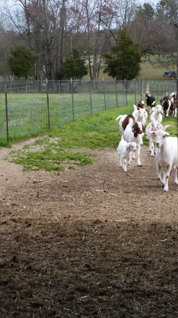 STEMEC_NCAT's tweet photo. The goats are coming! #aggiefarm http://t.co/NHTIarLw8F