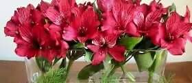 TonyaMeLynn's tweet photo. Don't  NOT pick the flowers. Happy  Spring ya'll. #winning #springhassprung http://t.co/psqqV1Ohom