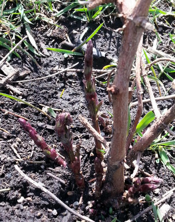 HopeAveHops's tweet photo. Me and my little helper checking on the binyard today.  She says everything looks good!  #hops #iowa http://t.co/SLuC1Lsbga