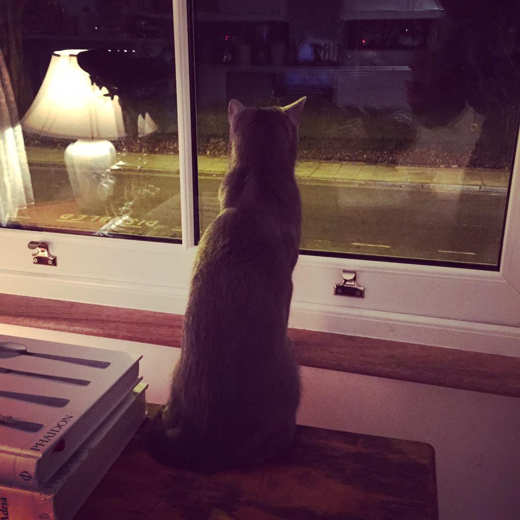 Kiki has been sat in that spot looking out for hours. She's looking for biggie. Come home Mr biggles 💔