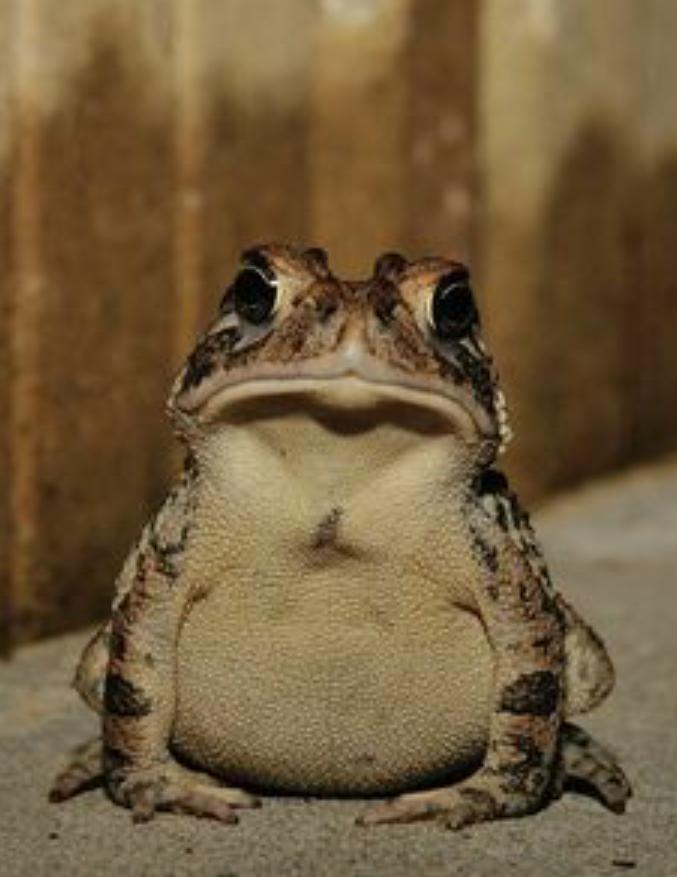 storm1313's tweet photo. One is a slimy leathery skinned little fecker and the others a toad . . . #leadersdebate http://t.co/ies49Zxq6K