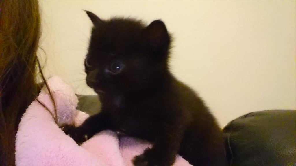 Watching #leadersdebate we vote for.....dreamies and tuna! #cats #kittens #neuterandspay