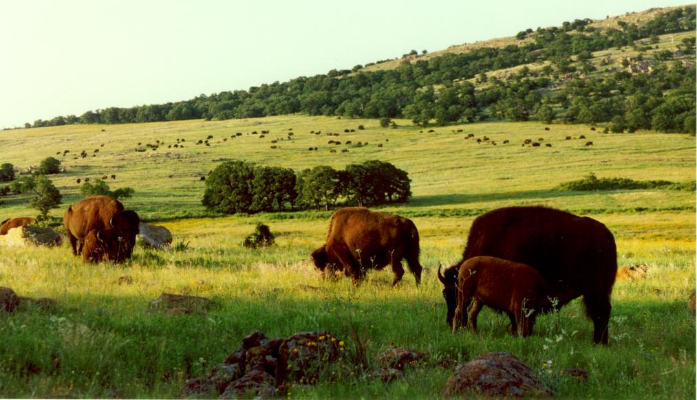 USFWSNews's tweet photo. Wichita Mountains #WildlifeRefuge in Oklahoma voted top #refuge in @usatodaytravel @10best! http://t.co/fqOjkWky9J http://t.co/19zxNd7waY