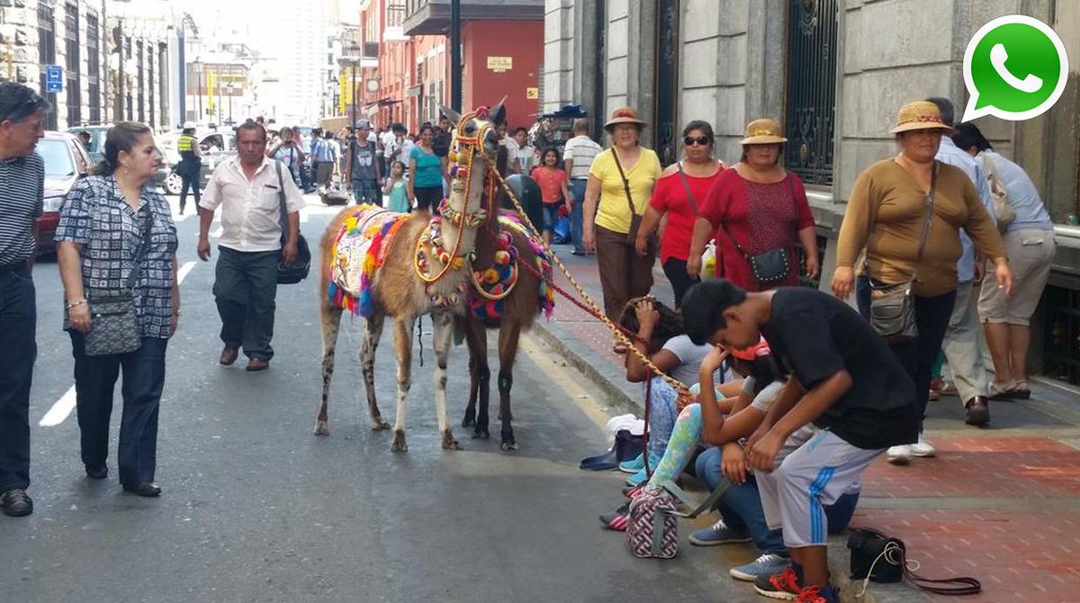 Mag_ECpe's tweet photo. .@SerforPeru llamas maltratadas en taxi, ahora aparecieron en el Cercado [FOTOS] #WasapEC ► http://t.co/CRcbWIVqqE http://t.co/7rQxZtTzg7