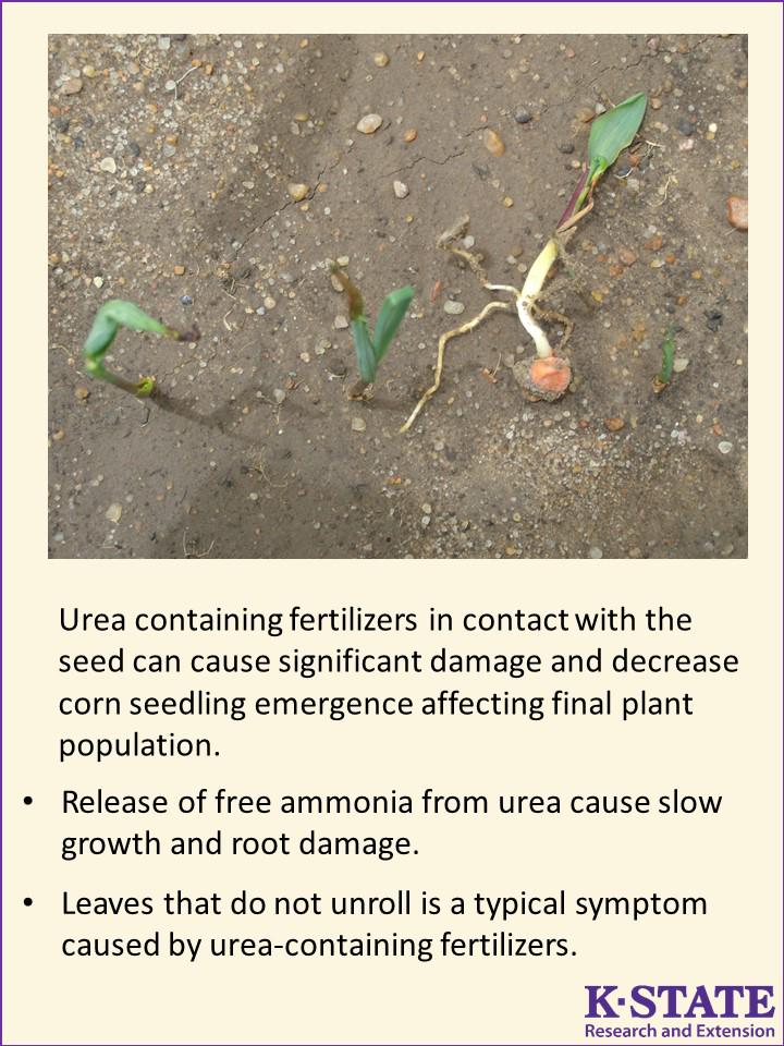 SoilFertilityKS's tweet photo. Urea or urea-containing fertilizers should not be placed in contact with the seed http://t.co/EpdkMBUy6l