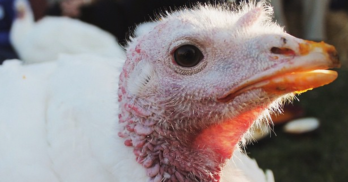 PETAShares's tweet photo. Turkeys naturally live up to 10 years, but are slaughtered at 5 MONTHS for #meat. 💔💔💔

RT if you are #MeatFree! http://t.co/zKNDcQScBX