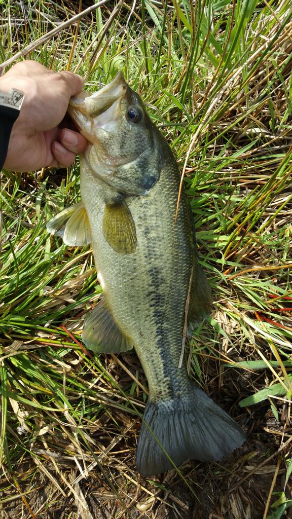 soliz8217's tweet photo. Lil guys kept me occupied for a bit this afternoon.... #BassFishing #PracticeSwings http://t.co/DKPQWjcGfZ