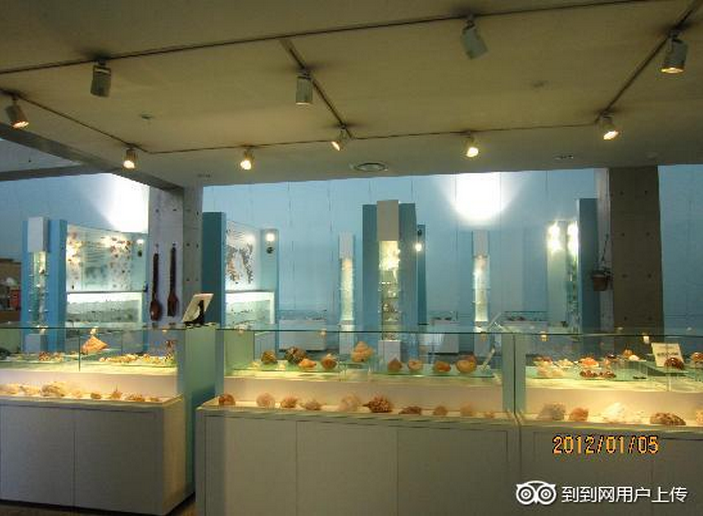 FemoraleShells's tweet image. Nishinomiya Shell Museum (Japan) ryuusenkaku.jp/english/nishin…   shellmuseum.jp/shell_db/index… #shellmuseum #mollusc #nishinomiya