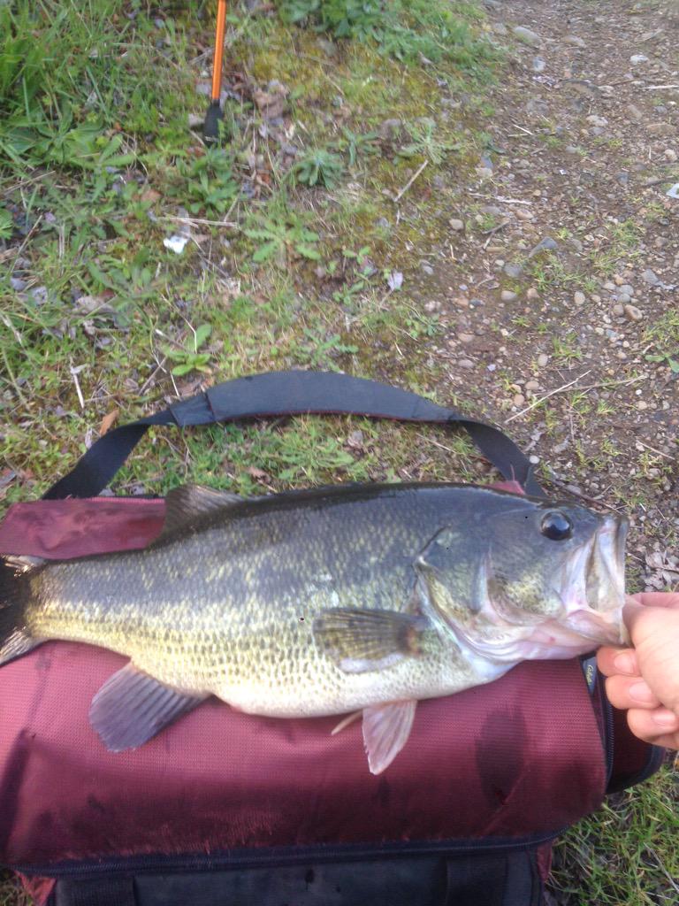 OregonBass's tweet photo. Structure bug... Loving this bait. http://t.co/Vbb520xgkk