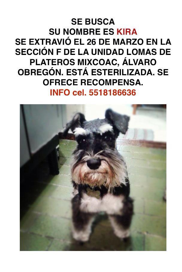 Mauricio Rivas (@mrivas22) on Twitter photo <a href="/OfeliaVilla/">Ofelia Rugerio</a> @DenunciasAODF @delegacionMH @Del_Coyoacan <a href="/DTlalpan/">Diego_Vecino_Tlalpan</a> <a href="/DelegacionBJ/">BJ</a> <a href="/mx_df/">CDMX</a> <a href="/U_PLATEROS/">UH Plateros</a> <a href="/PrrosPerdidosMX/">PerrosPerdidosMx</a> <a href="/OfeliaVilla/">Ofelia Rugerio</a> @DenunciasAODF @delegacionMH @Del_Coyoacan <a href="/DTlalpan/">Diego_Vecino_Tlalpan</a> <a href="/DelegacionBJ/">BJ</a> <a href="/mx_df/">CDMX</a> <a href="/U_PLATEROS/">UH Plateros</a> <a href="/PrrosPerdidosMX/">PerrosPerdidosMx</a>