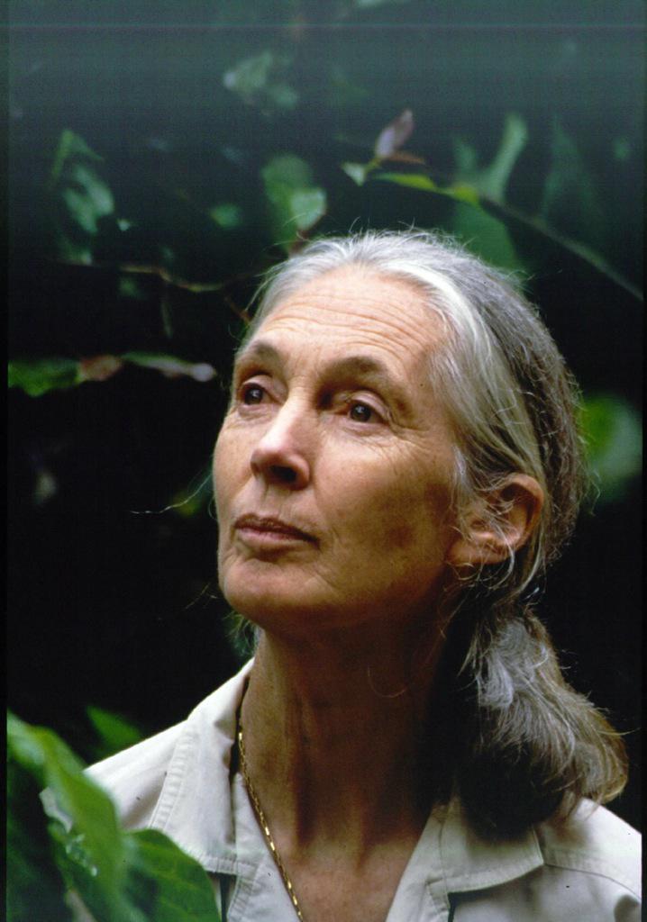 Happy birthday Dr. Jane Goodall!You\re work is amazing and you\ve always been one of my role models. 
