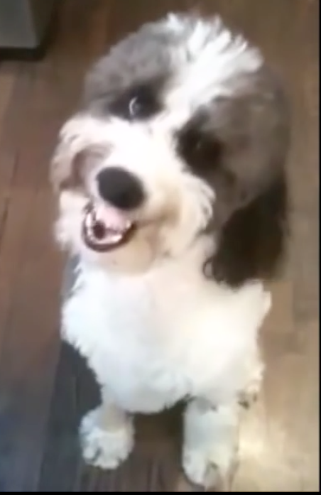 dogtraininggod tweet picture