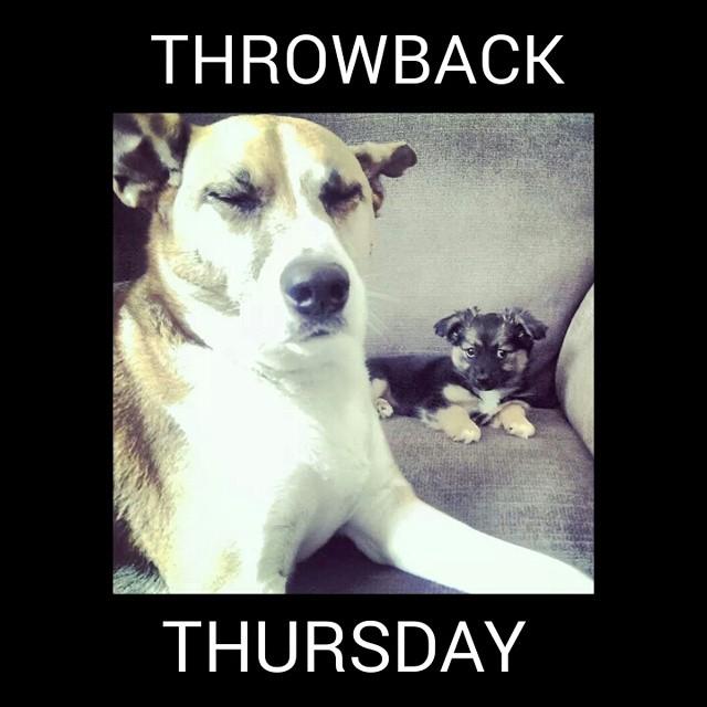 bakapups's tweet photo. 1st time meeting Mochi Bear was not pleased #dogsoftwitter #puppy #puppyproblems #throwback #tbt #ThrowbackThursday http://t.co/yYt8LCQmv8