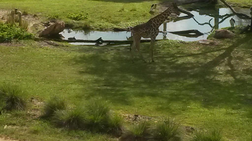 kelvinhunkin's tweet image. Enjoying all Disney has to offer but still can't  escape Crouchy #stickerafc.
Good luck to all in Easter Derby.