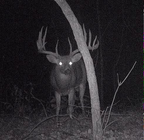 Could you imagine seeing this buck on your trail cam? Wow!