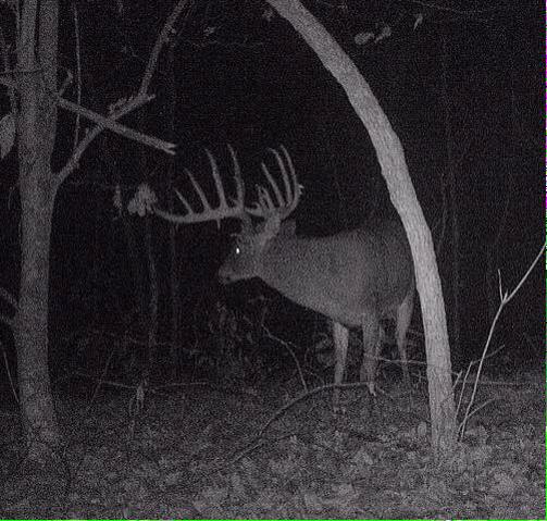 CommScents's tweet photo. Could you imagine seeing this buck on your trail cam? Wow! http://t.co/cMcljOAKBm
