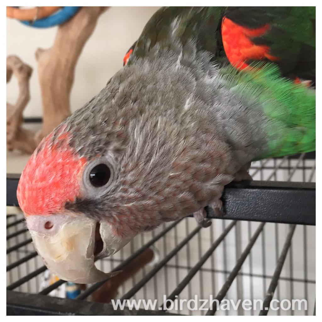 Birdzhaven's tweet photo. Cape Parrots always have a smile on their beak.😉 #parrots #cape #loro #birdzhaven #SouthAfrica #smile #birds http://t.co/ynei3UJQuj
