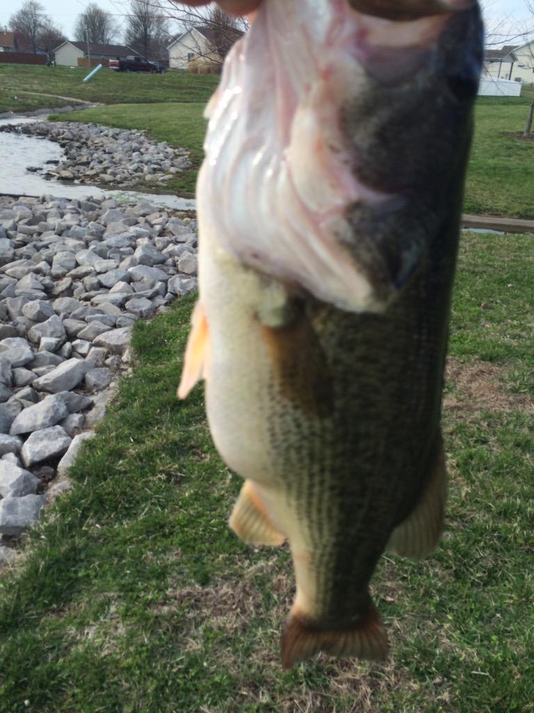 JefferySchanz's tweet image. First lunker of the year #bassassassin