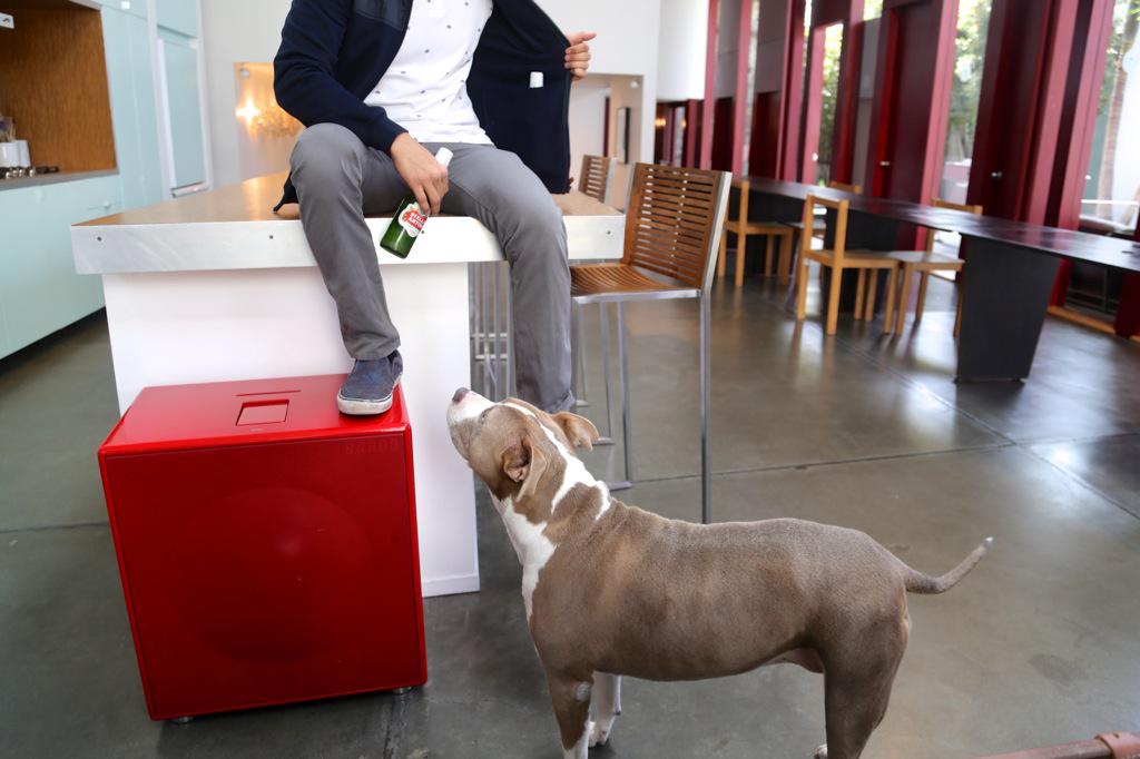 FlagshipAgency's tweet photo. Bear doesn't drink beer, so she is definitely looking at the styles of @weekendoffender #Style #Pitbull #Style http://t.co/EVZUctkne2