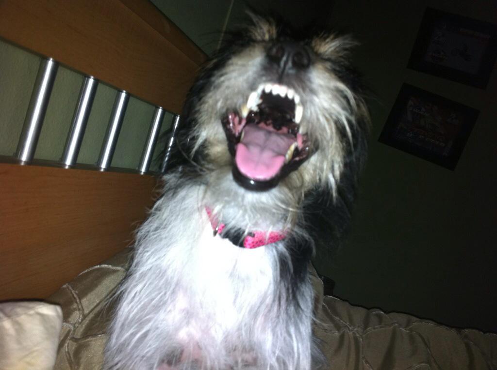 PuddlesVon's tweet photo. Even furry friends can laugh.  @O_StephensES #dentonchat  peppers. Therapy dog. http://t.co/8NmY9g4MCI