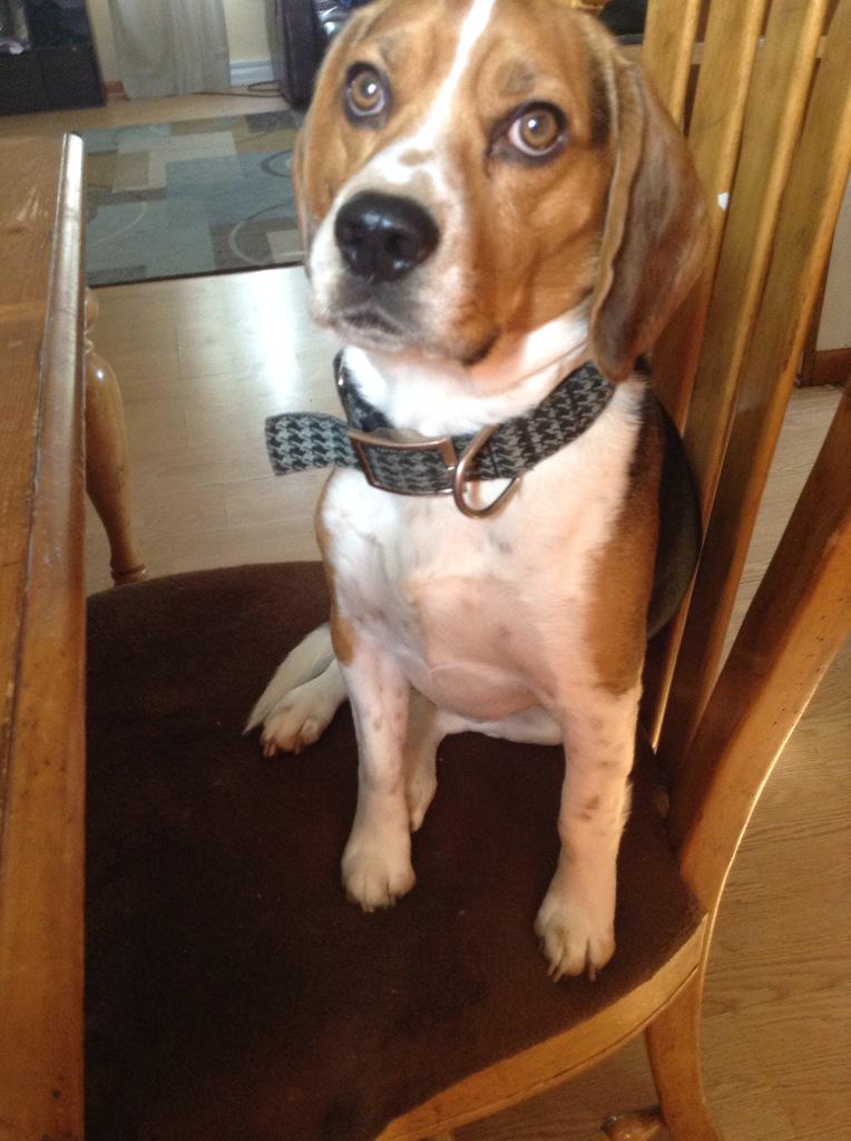 sparksthebeagle's tweet photo. I was ready for dinner till mommy kicked me off! http://t.co/h54mFaTLg5