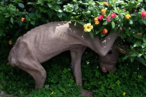 Embedded image permalink