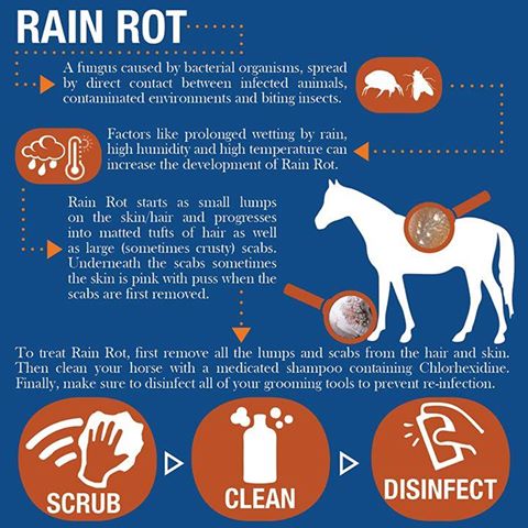 HorsesDaydreams's tweet photo. #rainrot #infographic http://t.co/w9W2wOJTMc