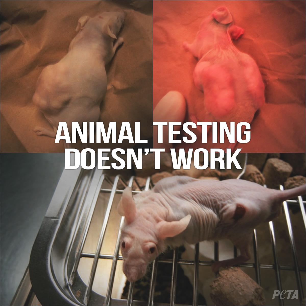 peta's tweet photo. The @US_FDA admits majority of drugs passing animal trials FAIL HUMAN TRIALS: http://t.co/gPi4PLPelw
#StopAnimalTests http://t.co/z4cQJGbuGr