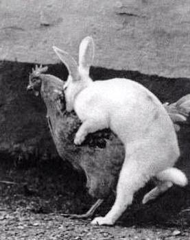 You always wanted to know where Easter eggs come from........
Well, now you know!
#HappyEaster