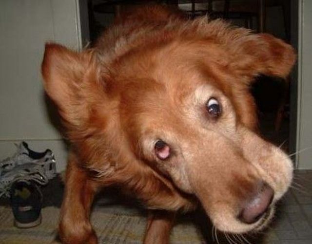 くすりと笑える動物画像 おもしろいから自分の家の犬でも撮ってみようと思った人はｒｔ ヨロシク 癒し 画像 動物画像 おもしろい 面白画像 ペット T Co Onyslkms7e