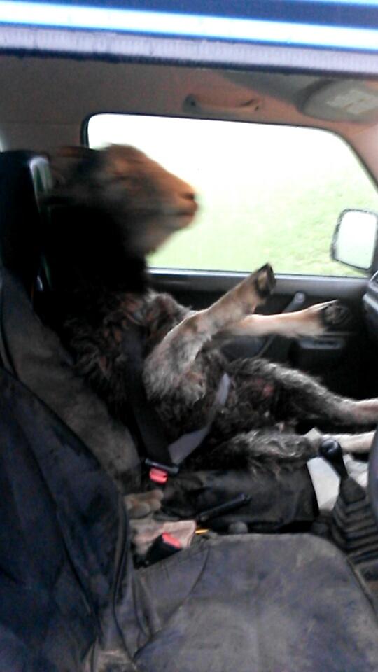 No trailer... no problem! #herdwick #farm365