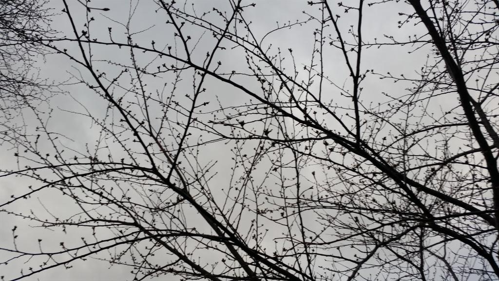 CollarYellow's tweet photo. まだ固いやね、近所の桜🌸 http://t.co/WqACnW70MD