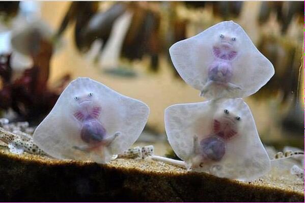 Krakenpodcast's tweet image. fun sea fact of the day: baby rays look like ravioli stuffed with tiny damned souls