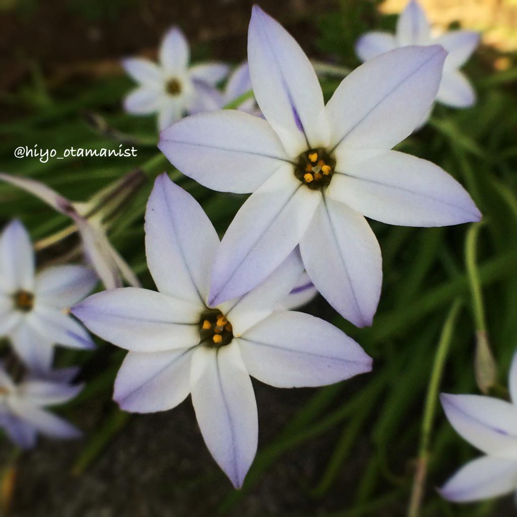 hiyo_otamanist's tweet image. ハナニラさん #machigao 

#SpringStar #flower #nature #spring 
#ハナニラ #花韮 #野草 #春 #花 
Ipheion uniflorum