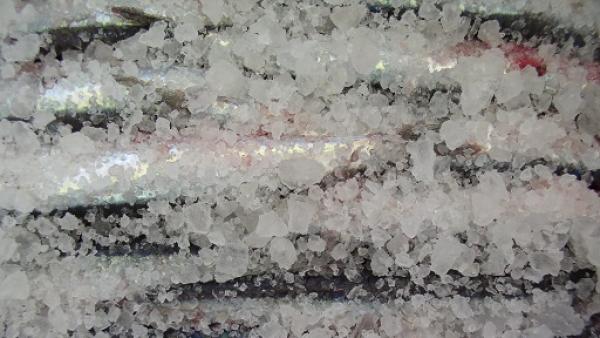 Fette congelate di Marlin infette: alto rischio di avvelenamento da sgombroidi