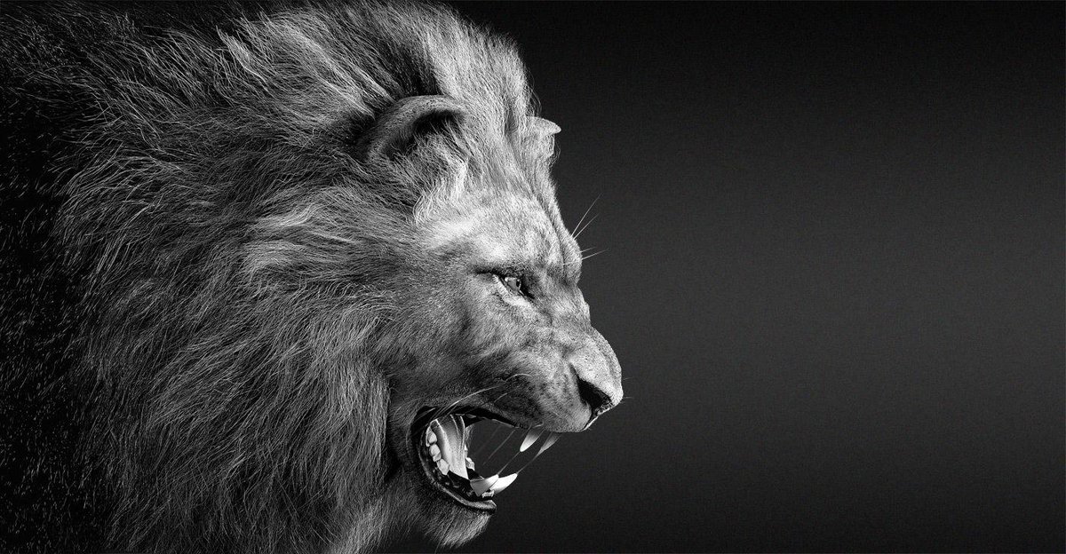 Lion Qui Rugit Noir Et Blanc Lion Profile Rugissant - Carpet Vidalondon