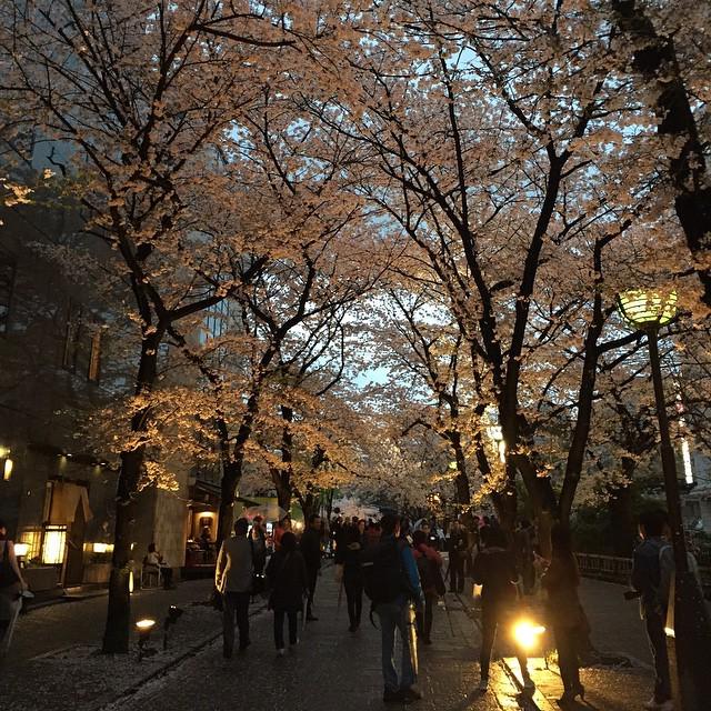 HowardLask's tweet image. Sakura, Gion District, Kyoto