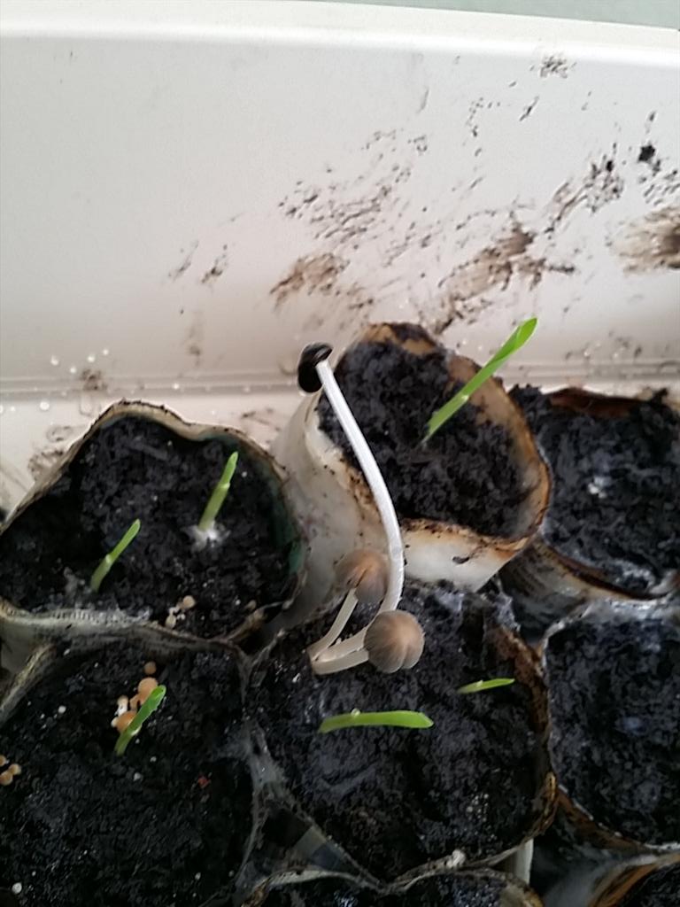 plcCoder's tweet image. Found this #mushroom growing in sweetcorn seedling tray.. any ideas what this #fungi is? It had a flower on the stork