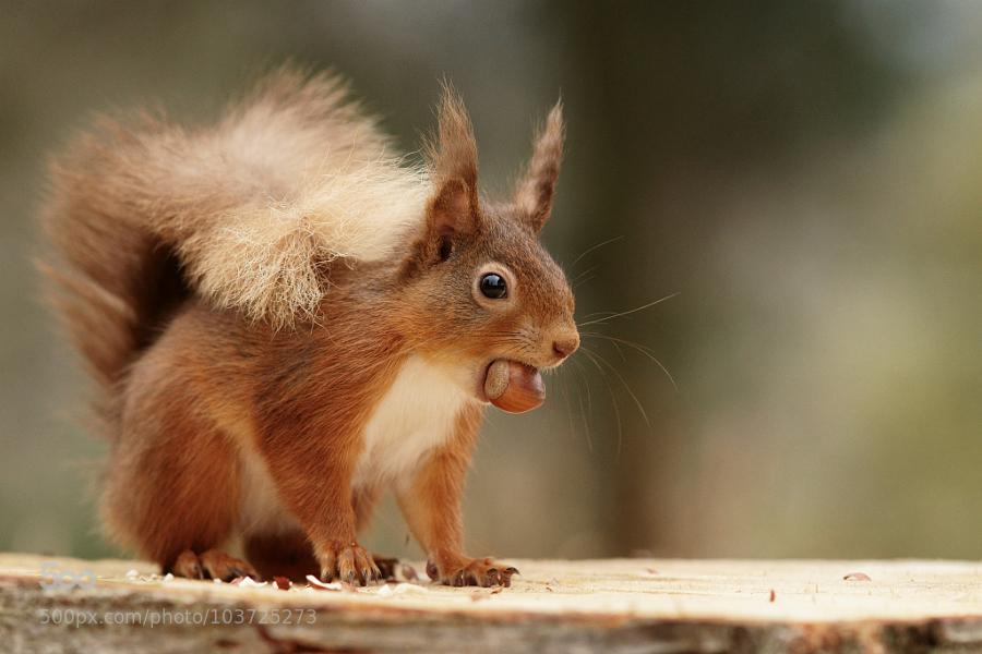 CoverGap's tweet photo. Hazelnut Take-away by ... - http://t.co/rnI750rL5C #2015 #Cumbria #England #Eskdale #ForestHow #Mammal http://t.co/LZiOE8xfvq