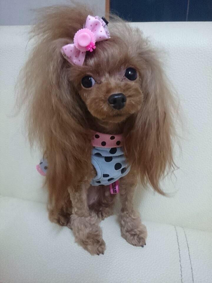 SashaLox45's tweet photo. this dog is cuter than i'll ever be http://t.co/sbI0JJdkhV