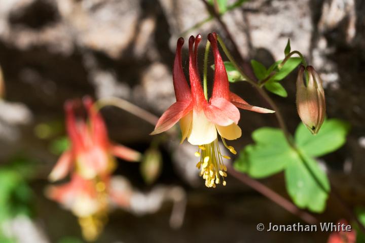 Fotophysis's tweet image. Wild Columbine, Aquilegia canadensis
#photooftheday #imageoftheday #nature #photography #wildlife #wildflower #Botany