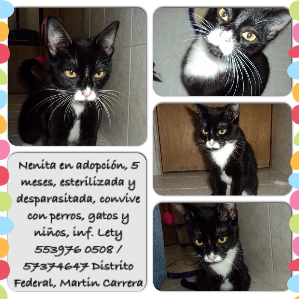 Coconita (@perlacocone) on Twitter photo Hola, me ayudan con un RT, Nenita en #adopción <a href="/gatitoos_/">Gatitos & Perritos#</a> <a href="/emece53/">🐕🦮🐾🐈⬛🐈🇨🇱🇯🇴</a> <a href="/clubgaterogrupo/">Fundación ClubGatero</a> <a href="/wandaseux_ofi/">Wanda Seux</a> <a href="/ComunidadGaia/">Comunidad Gaia</a> Hola, me ayudan con un RT, Nenita en #adopción <a href="/gatitoos_/">Gatitos & Perritos#</a> <a href="/emece53/">🐕🦮🐾🐈⬛🐈🇨🇱🇯🇴</a> <a href="/clubgaterogrupo/">Fundación ClubGatero</a> <a href="/wandaseux_ofi/">Wanda Seux</a> <a href="/ComunidadGaia/">Comunidad Gaia</a>