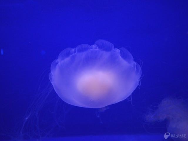 enosui_com's tweet photo. 時々ネットやテレビで“目玉焼きに似てる”と話題になるサムクラゲ（英名：Fried egg jellyfish）を、再びきょうからクラゲファンタジーホールにて。 http://t.co/BBK51nIOps