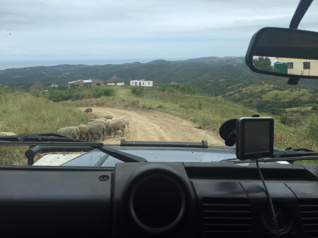 iamandythelandy's tweet photo. Some light traffic en route to #Mdumbi. #eaterncape #passthemap http://t.co/5tma1dO4Uf