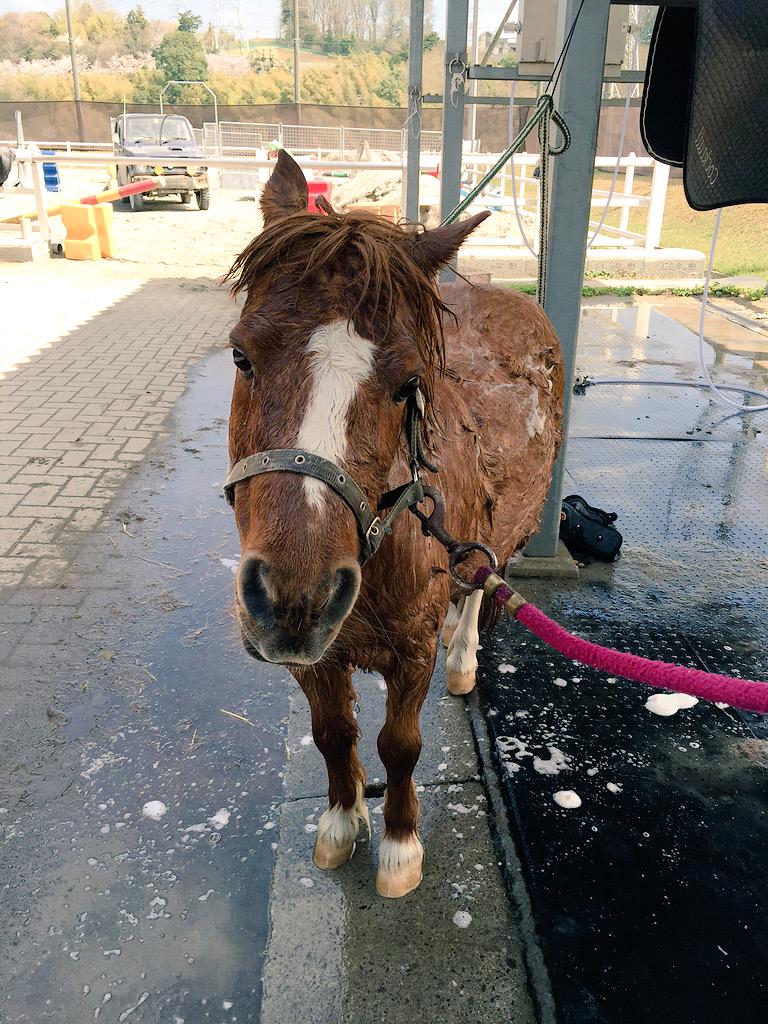 pakapakarinrin's tweet photo. 明日は青キャンに馬術部新歓でミニポがくるんだよ~🐴

みんなかわいがってあげてね😊💜
写真は新歓にむけてシャン���ー中💇 http://t.co/XiurJxbHWT