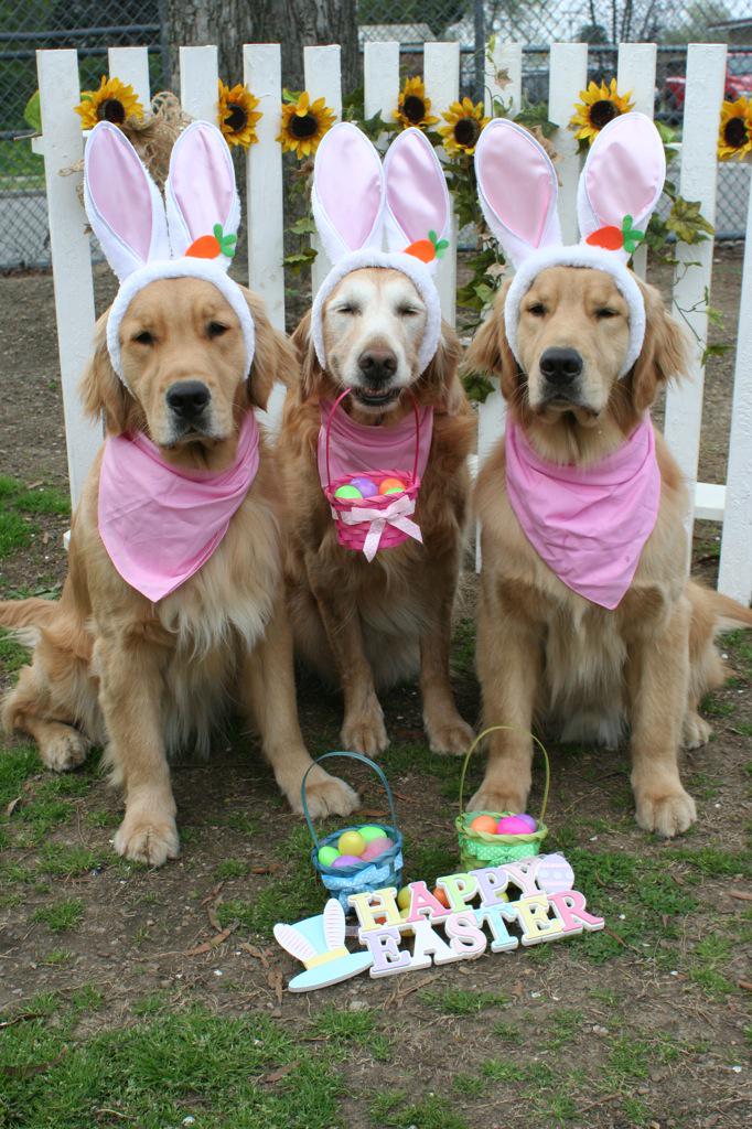 CGADA's tweet image. Goodwill Dogs Independence, Courage, &amp;amp; Jerry wish everyone a Happy Easter