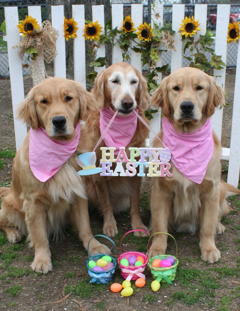 CGADA's tweet image. Goodwill Dogs Independence, Courage, &amp;amp; Jerry wish everyone a Happy Easter