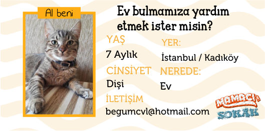 Bu prensese 10 gün içinde ev bulamazsak sokağa bırakılacak :( 7 aylık bu prensese can olur musunuz? İlgili <a href="/begum85/">Begüm Civil Köprülüoğlu</a>
